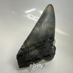 Megalodon Shark Tooth 4.82 Inch Huge Amazing Fossil Authentic Rare 20633