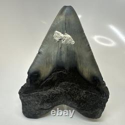 Megalodon Shark Tooth 4.82 Inch Huge Amazing Fossil Authentic Rare 20633
