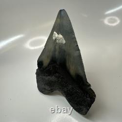 Megalodon Shark Tooth 4.82 Inch Huge Amazing Fossil Authentic Rare 20633