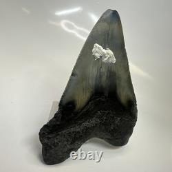 Megalodon Shark Tooth 4.82 Inch Huge Amazing Fossil Authentic Rare 20633