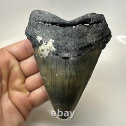 Megalodon Shark Tooth 4.82 Inch Huge Amazing Fossil Authentic Rare 20633