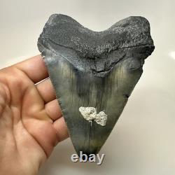 Megalodon Shark Tooth 4.82 Inch Huge Amazing Fossil Authentic Rare 20633