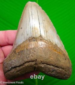 Megalodon Shark Tooth 4.82 Real Fossil Big Meg Sharks Teeth No Restoration
