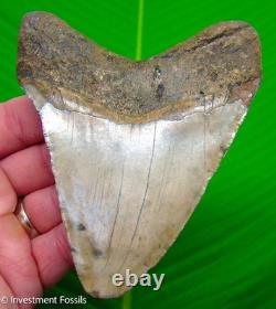 Megalodon Shark Tooth 4.82 Real Fossil Big Meg Sharks Teeth No Restoration