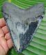 Megalodon Shark Tooth 4.82 In. Real Fossil Serrated No Restorations