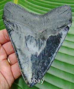 Megalodon Shark Tooth 4.82 in. REAL FOSSIL SERRATED NO RESTORATIONS
