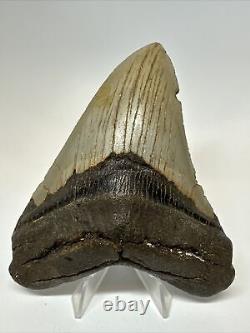 Megalodon Shark Tooth 4.83 Beautiful Authentic Fossil Natural 17158