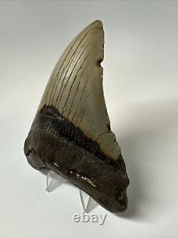 Megalodon Shark Tooth 4.83 Beautiful Authentic Fossil Natural 17158