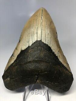 Megalodon Shark Tooth 4.83 Beautiful Real Fossil No Restoration 4064