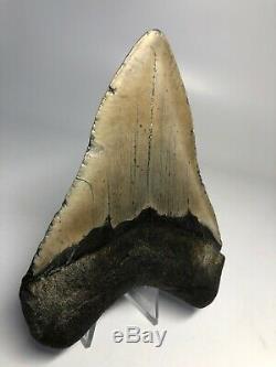 Megalodon Shark Tooth 4.83 Beautiful Real Fossil No Restoration 4064