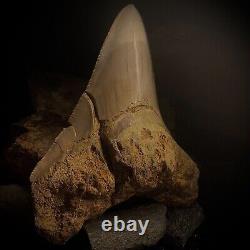 Megalodon Shark Tooth 4.83 Real Repaired Indonesian Fossil