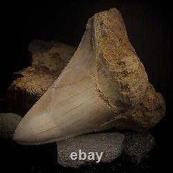 Megalodon Shark Tooth 4.83 Real Repaired Indonesian Fossil