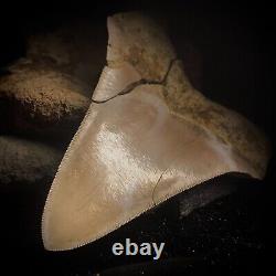 Megalodon Shark Tooth 4.83 Real Repaired Indonesian Fossil