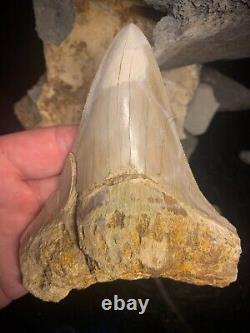 Megalodon Shark Tooth 4.83 Real Repaired Indonesian Fossil