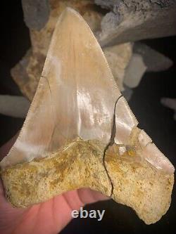 Megalodon Shark Tooth 4.83 Real Repaired Indonesian Fossil