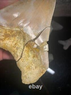 Megalodon Shark Tooth 4.83 Real Repaired Indonesian Fossil