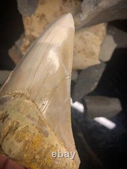 Megalodon Shark Tooth 4.83 Real Repaired Indonesian Fossil