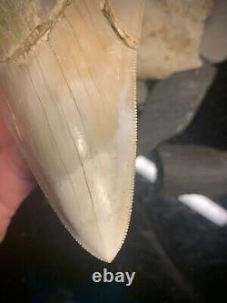 Megalodon Shark Tooth 4.83 Real Repaired Indonesian Fossil
