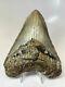 Megalodon Shark Tooth 4.83 Unique Natural Fossil Authentic 7988