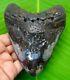 Megalodon Shark Tooth 4.84 Inches Shark Teeth Real Fossil Megladone