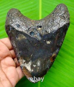 Megalodon Shark Tooth 4.84 Inches Shark Teeth Real Fossil Megladone