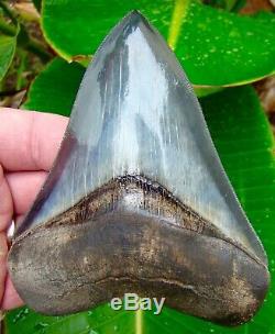 Megalodon Shark Tooth 4.84 in. WORLD CLASS TOP 1% NO RESTORATIONS