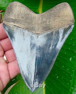 Megalodon Shark Tooth 4.84 in. WORLD CLASS TOP 1% NO RESTORATIONS