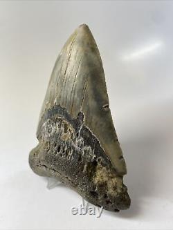 Megalodon Shark Tooth 4.85 Beautiful Authentic Fossil Natural 13997