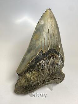 Megalodon Shark Tooth 4.85 Beautiful Authentic Fossil Natural 13997