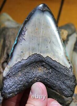 Megalodon Shark Tooth 4.86 Extinct Fossil- Hawaiian Style (HS-7)