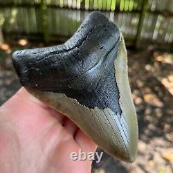 Megalodon Shark Tooth 4.86 x 3.61 Authentic Fossil