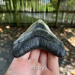 Megalodon Shark Tooth 4.86 x 3.61 Authentic Fossil