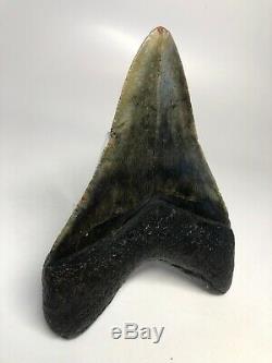 Megalodon Shark Tooth 4.87 Amazing Real Fossil No Restoration 4545