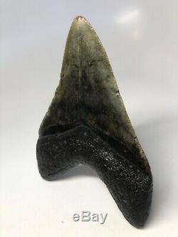 Megalodon Shark Tooth 4.87 Amazing Real Fossil No Restoration 4545