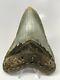 Megalodon Shark Tooth 4.87 Beautiful Colorful Fossil Real 5609
