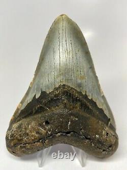 Megalodon Shark Tooth 4.87 Beautiful Colorful Fossil Real 5609