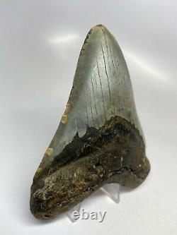 Megalodon Shark Tooth 4.87 Beautiful Colorful Fossil Real 5609