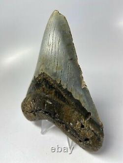 Megalodon Shark Tooth 4.87 Beautiful Colorful Fossil Real 5609