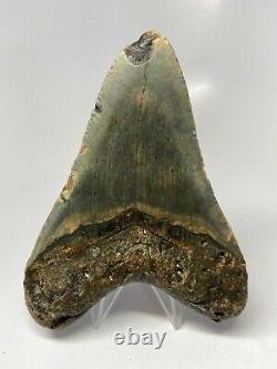 Megalodon Shark Tooth 4.87 Beautiful Colorful Fossil Real 5609