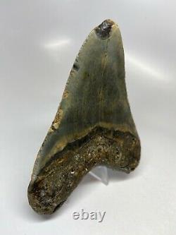 Megalodon Shark Tooth 4.87 Beautiful Colorful Fossil Real 5609