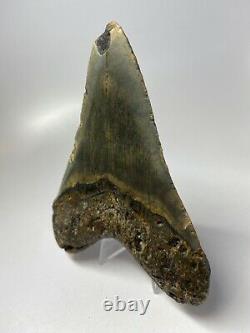 Megalodon Shark Tooth 4.87 Beautiful Colorful Fossil Real 5609