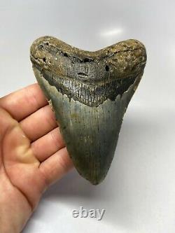 Megalodon Shark Tooth 4.87 Beautiful Colorful Fossil Real 5609