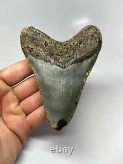 Megalodon Shark Tooth 4.87 Beautiful Colorful Fossil Real 5609