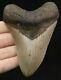 Megalodon Shark Tooth 4.87 Extinct Fossil Authentic Not Restored (cg14-13)