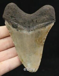 Megalodon Shark Tooth 4.87 Extinct Fossil Authentic NOT RESTORED (CG14-13)