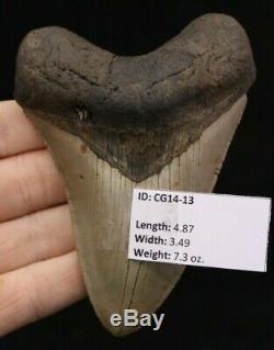 Megalodon Shark Tooth 4.87 Extinct Fossil Authentic NOT RESTORED (CG14-13)