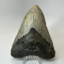 Megalodon Shark Tooth 4.88 Inch Colorful Carolina Fossil Authentic 20304