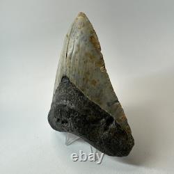 Megalodon Shark Tooth 4.88 Inch Colorful Carolina Fossil Authentic 20304