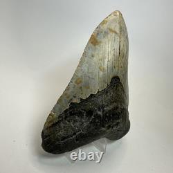 Megalodon Shark Tooth 4.88 Inch Colorful Carolina Fossil Authentic 20304
