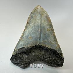 Megalodon Shark Tooth 4.88 Inch Colorful Carolina Fossil Authentic 20304